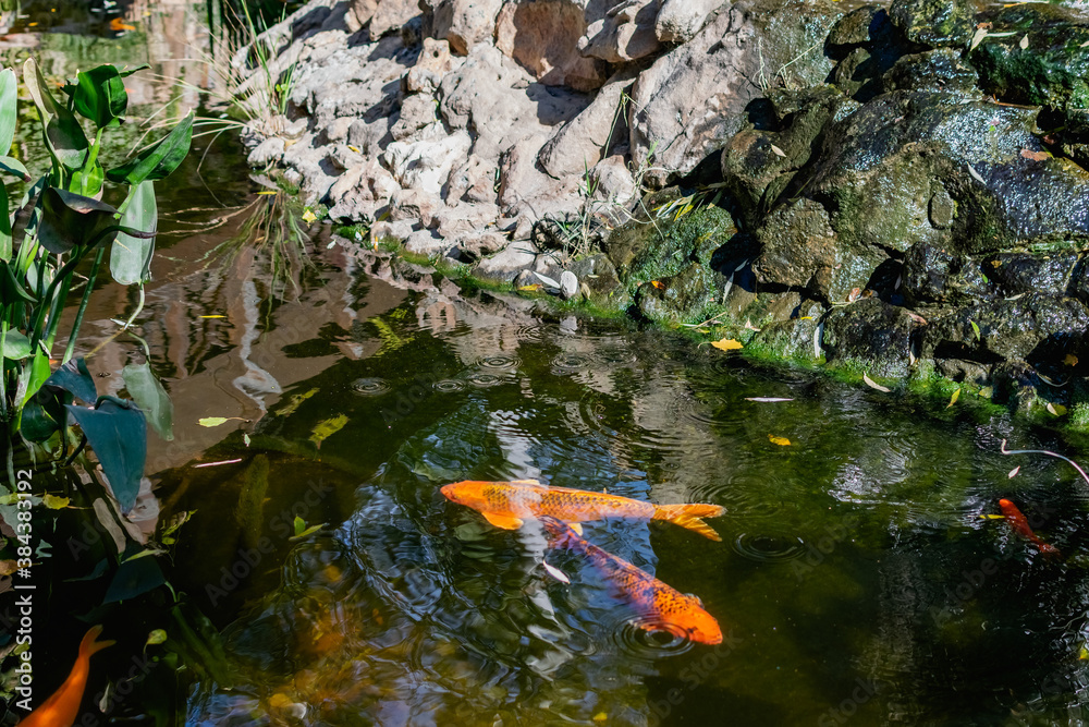Very beautiful pond with goldfish. Koi carp - colorful decorative fish for decorating artificial reservoirs. Rich colors, individuals of different sizes among water, vegetation and rocks Very beautiful pond with goldfish. Koi carp - colorful decorative fish for decorating artificial reservoirs. Rich colors, individuals of different sizes among water, vegetation and rocks