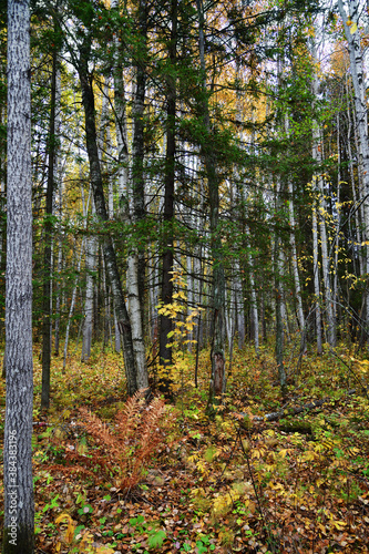 Autumn forest. Karelia, Russia © Oleg Znamenskiy