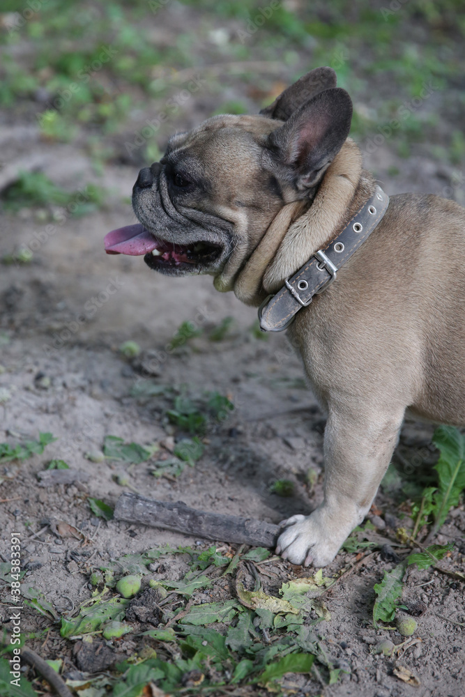 French Bulldog on a walk in the park.