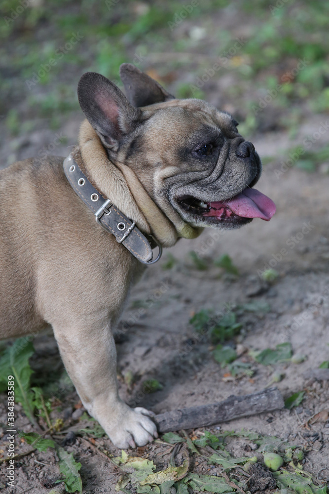 French Bulldog on a walk in the park. French Bulldog on a walk in the park.