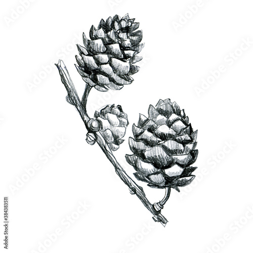 Illustration, pencil sketch. Cone. Freehand drawing of cones.
