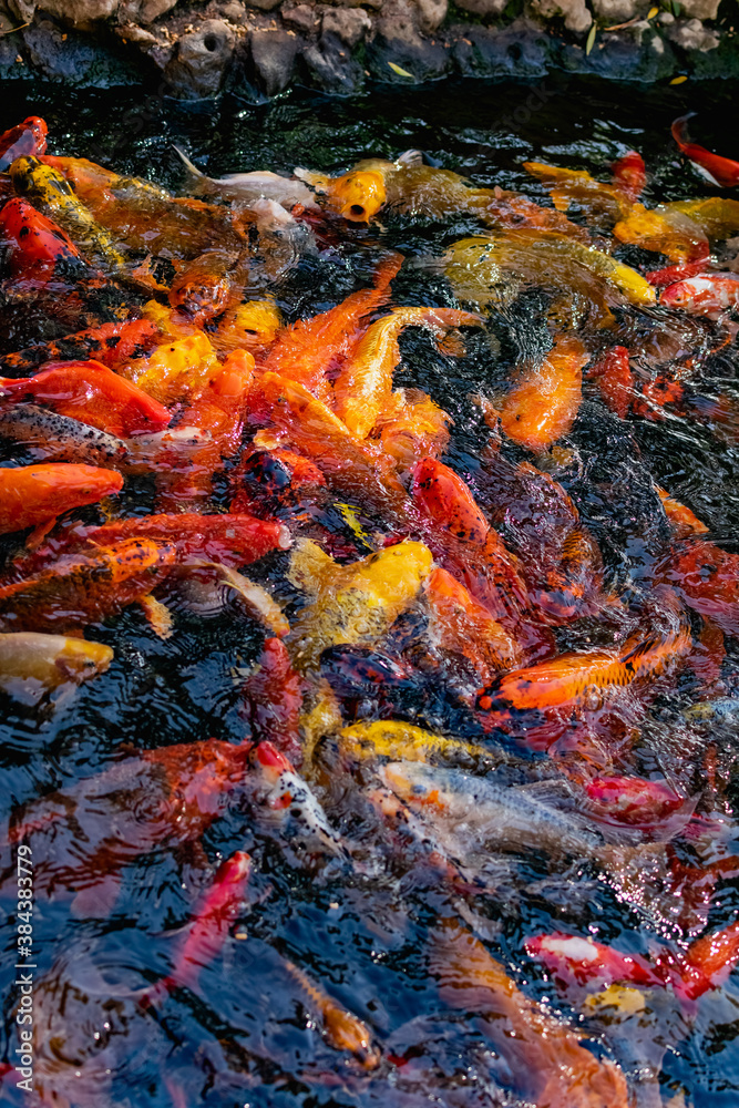 Very beautiful pond with goldfish. Koi carp - colorful decorative fish for decorating artificial reservoirs. Rich colors, individuals of different sizes among water, vegetation and rocks Very beautiful pond with goldfish. Koi carp - colorful decorative fish for decorating artificial reservoirs. Rich colors, individuals of different sizes among water, vegetation and rocks