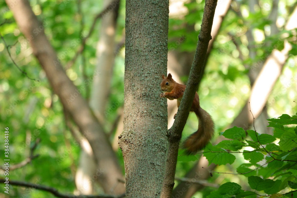 Squirrel gnaws an acorn on a tree