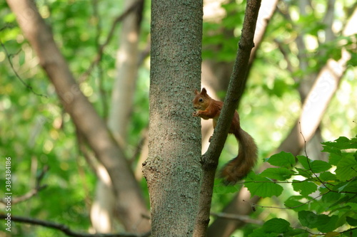 Squirrel gnaws an acorn on a tree
