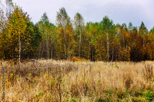 Bright multicolored autumn forest. Beautiful landscape.