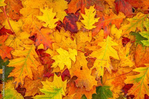 Colorful backround image of fallen autumn leaves