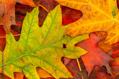 Colorful backround image of fallen autumnal leaves