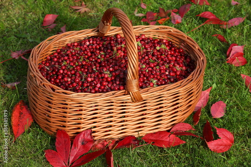 Ripe berries on a Sunny day.Large basket with red cranberries on the grass.Red leaves with forest fruits in the autumn landscape.