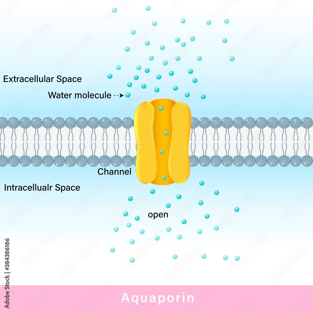 Aquaporin also known as water channels, major intrinsic protein