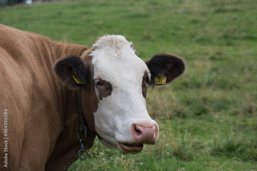 cow smiles and looks in the camera