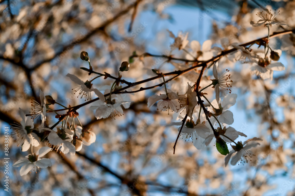 Bright white flowers of apple tree on branches of blooming spring tree in light of sun against the backdrop of clear blue sky. Park in city Bright white flowers of apple tree on branches of blooming spring tree in light of sun against the backdrop of clear blue sky. Park in city