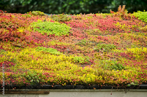 Vegetated sloping roof with sedum in vibrant yellow, red and green