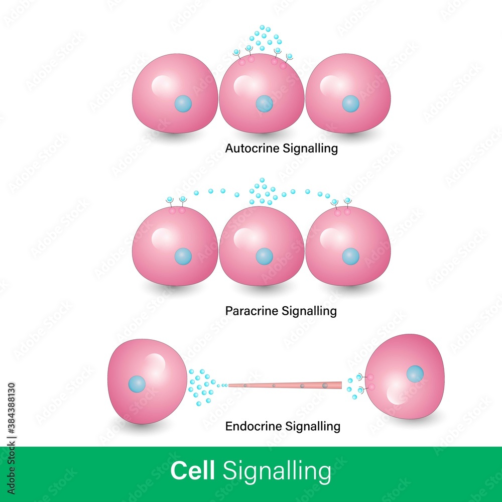 mechanism of formation cancer cells, mutation in p53 or Rb gene causes metastasis and malignant