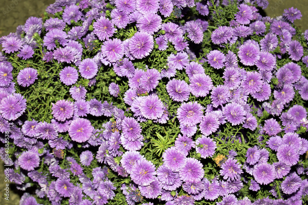 Fototapeta premium flowers