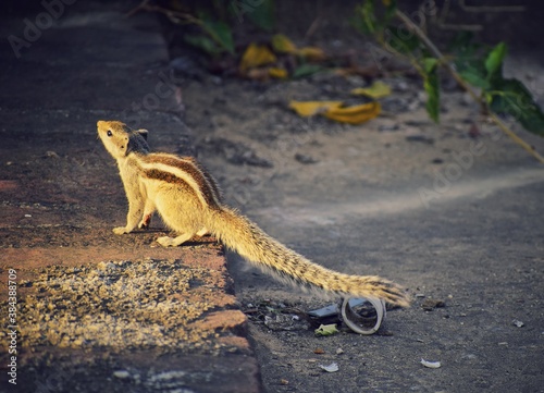 lizard on the ground