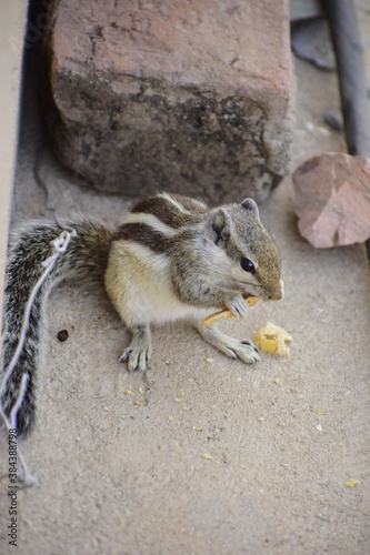 squirrel eating a nut