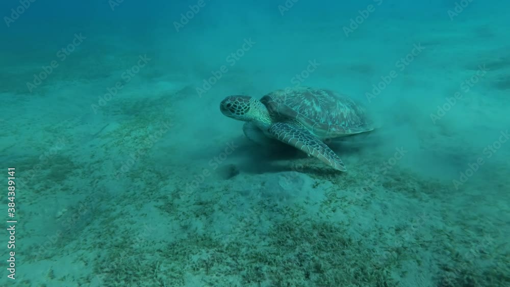Sea turtle eats green sea grass on a sandy bottom, on background blue water with sunrays. Camera moving forwards. Green Sea Turtle (Chelonia mydas) and Remora fish (Echeneis naucrates) Red Sea, Egypt
