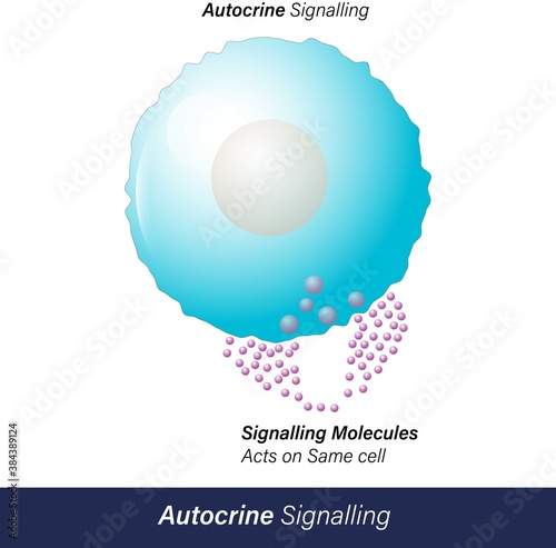 Autocrine cell signaling by hormone molecules which are released by a cell acts on the same cell which produced it by binding to its receptor and stimulates these receptor molecules vector  
