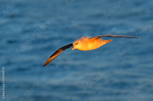 Northern Fulmar, Fulmarus glacialis, white bird with dark blue ice in the background, animal in flight in Arctic nature habitat, Svalbard, Norway. photo