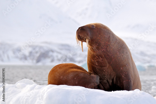 Walrus, Odobenus rosmarus, stick out from blue water on white ice with snow, Svalbard, Norway. Mother with cub. Young walrus with female. Winter Arctic landscape with big animal.
