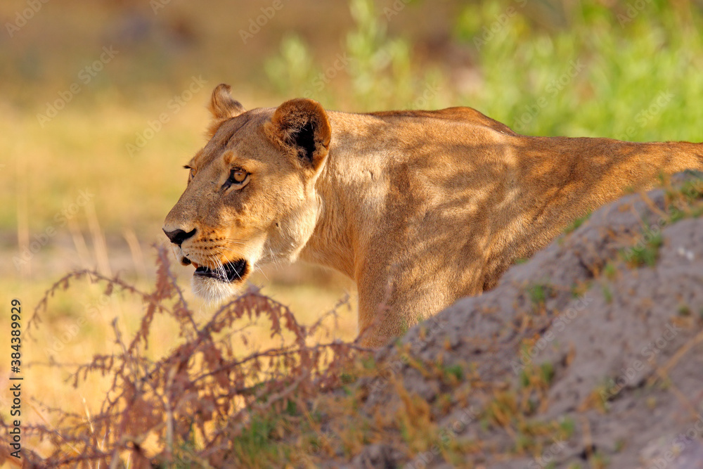 Fototapeta premium Safari in Africa. Big angry female lion Okavango delta, Botswana. African lion walking in the grass, with beautiful evening light. Wildlife scene from nature. Animal in the habitat.