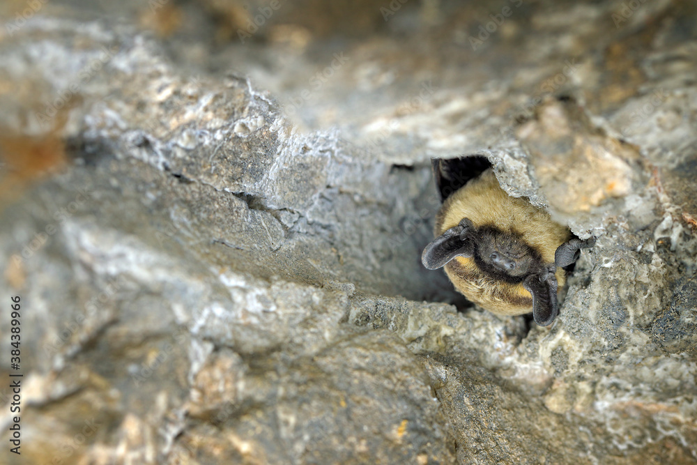 Vespertilio murinus, Particoloured bat, in the nature cave habitat, Cesky kras, Czech. Underground animal hanging from stone. Wildlife scene from grey rocky tunnel.