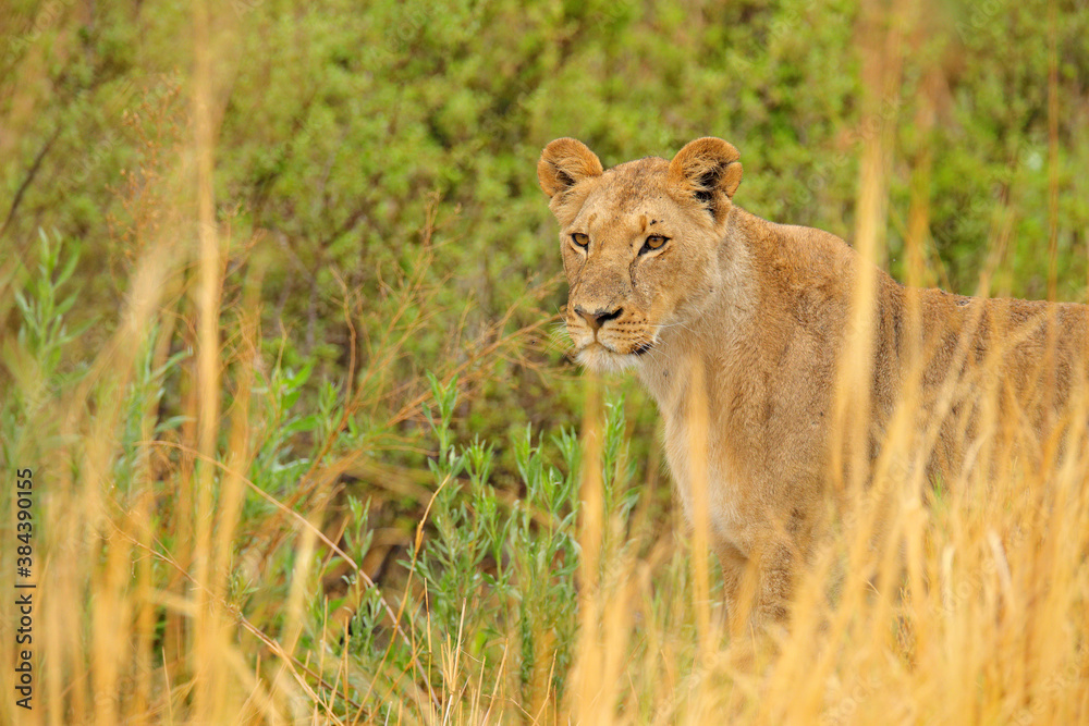 Lion in Okavango delta, Botswana. Safari in Africa. African lion walking in the grass, with beautiful evening light. Wildlife scene from nature. Animal in Africa. Big angry young lion in habitat. Lion in Okavango delta, Botswana. Safari in Africa. African lion walking in the grass, with beautiful evening light. Wildlife scene from nature. Animal in Africa. Big angry young lion in habitat.