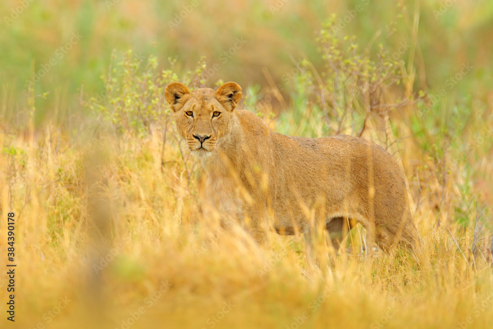 Lion in Okavango delta, Botswana. Safari in Africa. African lion walking in the grass, with beautiful evening light. Wildlife scene from nature. Animal in Africa. Big angry young lion in habitat. Lion in Okavango delta, Botswana. Safari in Africa. African lion walking in the grass, with beautiful evening light. Wildlife scene from nature. Animal in Africa. Big angry young lion in habitat.