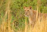 Lion in Okavango delta, Botswana. Safari in Africa. African lion walking in the grass, with beautiful evening light. Wildlife scene from nature. Animal in Africa. Big angry young lion in habitat.