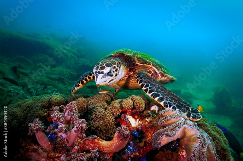 Sea turtle on coral reef © Johan