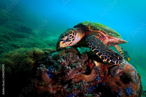 Sea turtle on coral reef