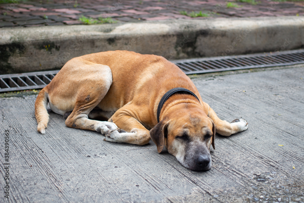 dog in the park