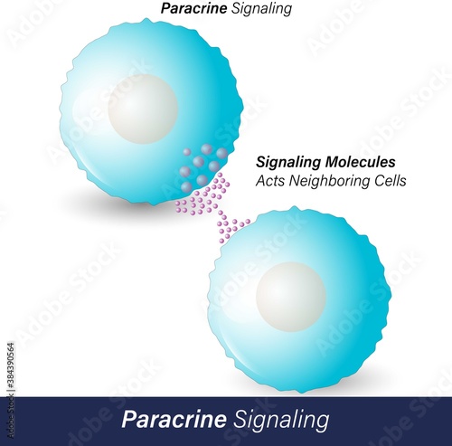 Paracrine cell signaling by hormone molecules which are released by a cell acts on neighboring cell  by binding to its receptor and stimulates the receptor molecules vector 