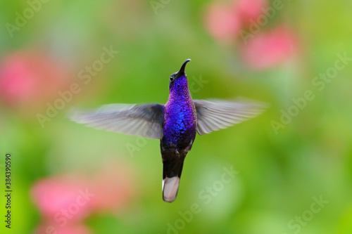Hummingbird violet Sabrewing, big blue bird flying next to beautiful pink flower with clear green forest nature in background. Tinny bird fly in jungle. Wildlife in tropic Costa Rica.