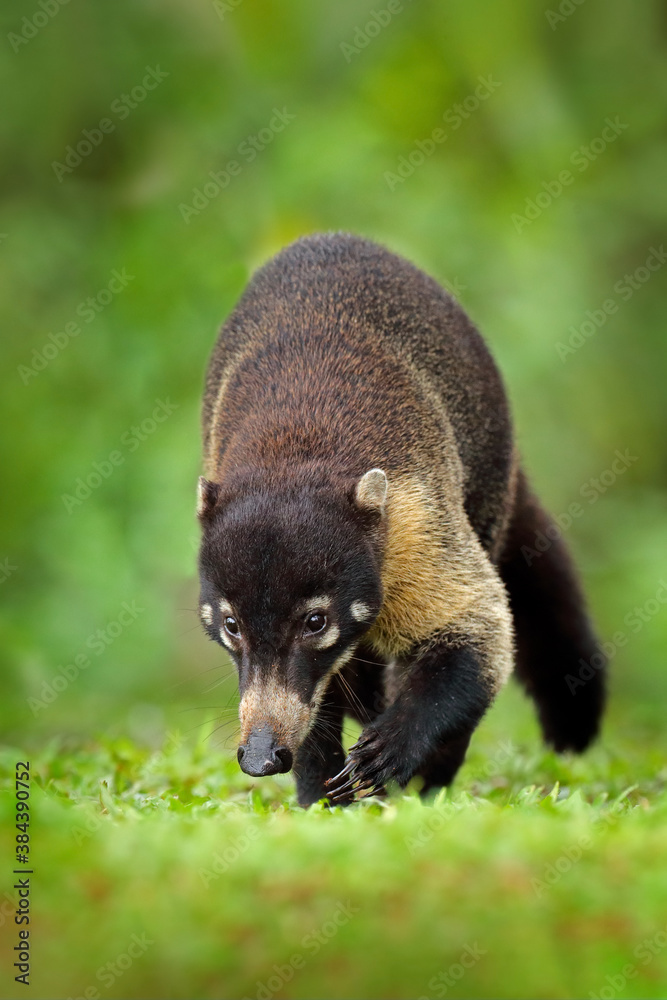 Fototapeta premium White-nosed Coati, Nasua narica, green grass habitat National Park Manuel Antonio, Costa Rica. Animal in the forest. Mammal in the nature .Animal from tropical Costa Rica. Very long tail.