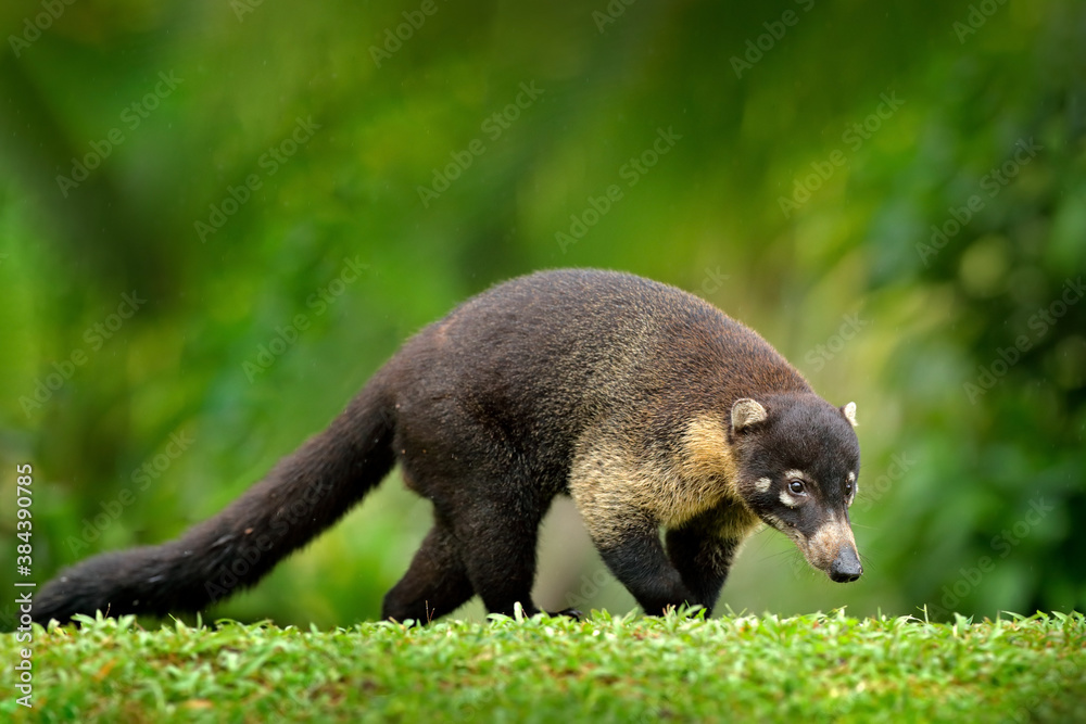Whitenosed Coati, Nasua narica, green grass habitat National Park