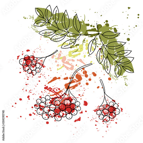 Vector sketch with bunches of rowan on a wood texture background. Use for banners, packaging, web design, advertisements, napkins, fabrics.
