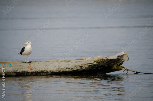 Gaivota pousada photo