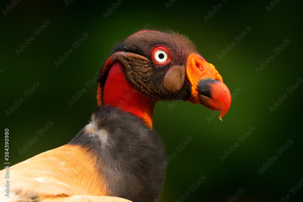 Portrait of King vulture, Sarcoramphus papa, large bird found in Central and South America. Wildlife scene from tropical nature. Condor with red and orange head. Portrait of King vulture, Sarcoramphus papa, large bird found in Central and South America. Wildlife scene from tropical nature. Condor with red and orange head.