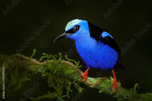 Red-legged Honeycreeper, Cyanerpes cyaneus, exotic tropical blue bird with red legs from Costa Rica. Tinny songbird in the nature habitat. Tanager birdwatching in South America.
