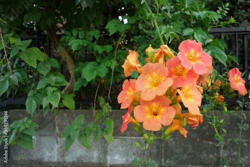 ９月に咲いたノウゼンカズラの花