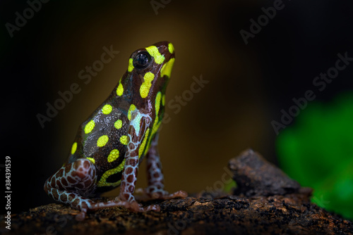 Ranitomeya vanzolinii Brazilian poison dart frog in the nature forest habitat. Dendrobates danger frog from central Peru  and Brazil. Beautiful blue and yellow amphibian green vegetation, tropic.
