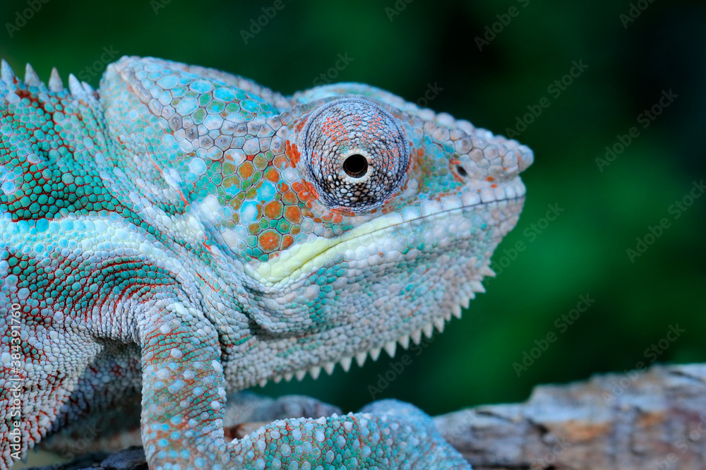 Furcifer lateralis, Carpet chameleon, sitting on the branch in forest habitat. Exotic beautiful endemic green reptile with long tail from Madagascar. Wildlife scene from nature. Furcifer lateralis, Carpet chameleon, sitting on the branch in forest habitat. Exotic beautiful endemic green reptile with long tail from Madagascar. Wildlife scene from nature.