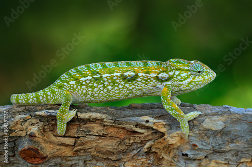 Furcifer lateralis, Carpet chameleon, sitting on the branch in forest habitat. Exotic beautifull endemic green reptile with long tail from Madagascar. Wildlife scene from nature.  Lizard in habitat.