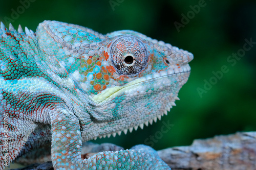 Furcifer lateralis, Carpet chameleon, sitting on the branch in forest habitat. Exotic beautiful endemic green reptile with long tail from Madagascar. Wildlife scene from nature.