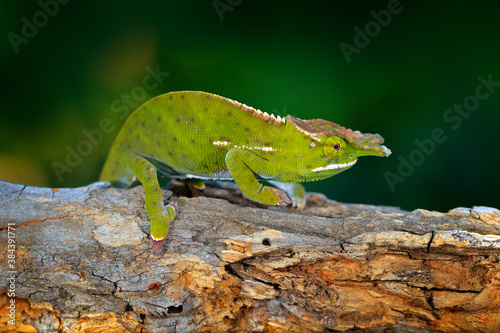 Furcifer willsii, Canopy Wills chameleon, sitting on the branch in forest habitat. Exotic beautiful endemic green reptile with long tail from Madagascar. Wildlife scene from nature. photo