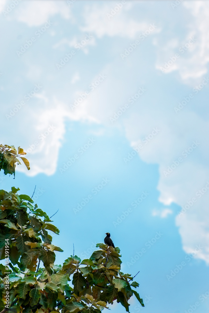 Bird on top of a tree