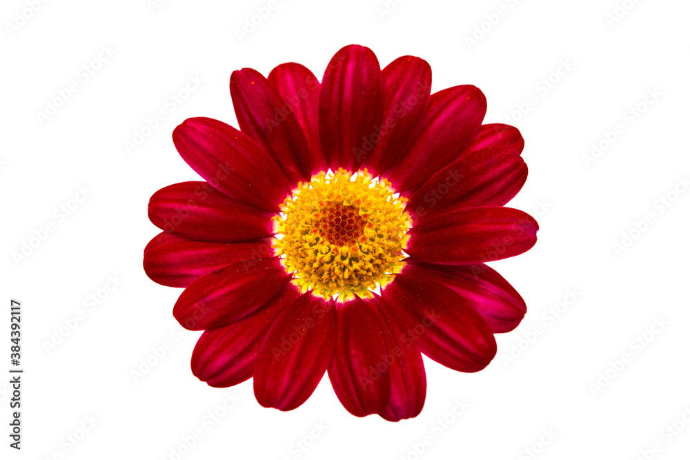 chamomile isolated chamomile isolated