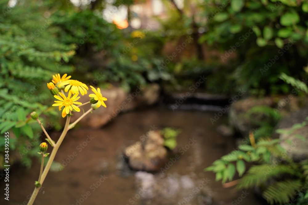 Naklejka premium Yellow small flower besides pond of Japanese garden in Kanazawa Japan.