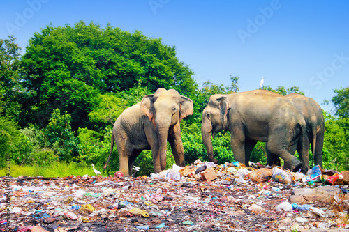 Photography Few indian elephants walking near garbage dump against the background of blue sk